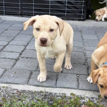 Labrador Retriever and Husky Dogs Available for Adoption in West Palm Beach, Florida - DINGO | PetCurious