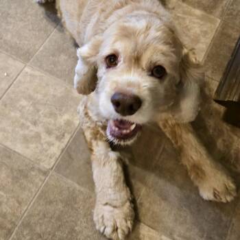 Joe Cocker -  Cocker Spaniel Dog Available for Adoption in Fargo, North Dakota - Joe Cocker | PetCurious