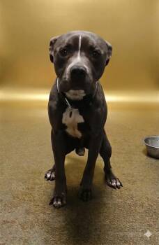 THEODORE -  Mixed Breed Dog for Adoption in Jacksonville, Florida - THEODORE | PetCurious