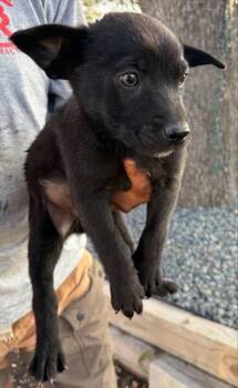 Terrier Dogs Available for Adoption - JOSEPH | PetCurious