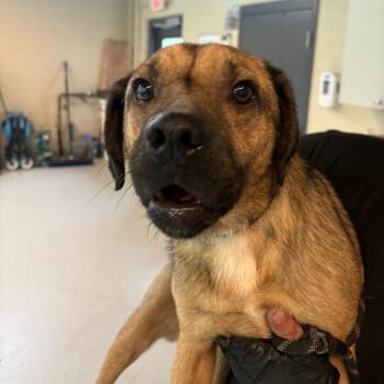 Mixed Breed Dogs Available for Adoption in Huntington, West Virginia - Luke Bryan | PetCurious