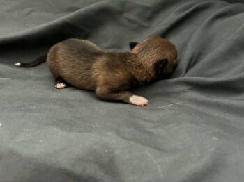 Baby CHai -  Chihuahua Dog for Adoption in Lakewood Ranch, Florida - Baby CHai | PetCurious