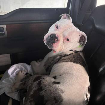 Rescue Pit Bull Terrier Dogs for Adoption in Vineland, New Jersey - Ghost | PetCurious