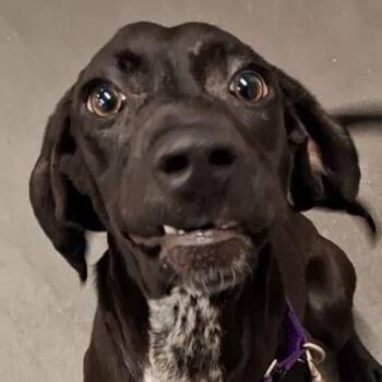 Little Anne -  Hound and Mixed Breed Dog for Adoption in Voorhees Township, New Jersey - Little Anne | PetCurious