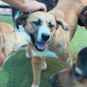 Genesis A2275442 -  Mixed Breed Dog for Adoption in Los Angeles, California - Genesis A2275442 | PetCurious