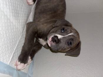 Labrador Retriever and American Bulldog Dogs Available for Adoption - Diesel  | PetCurious