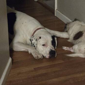 Clifford * -  Great Dane Dog for Adoption in Waynesville, North Carolina - Clifford * | PetCurious