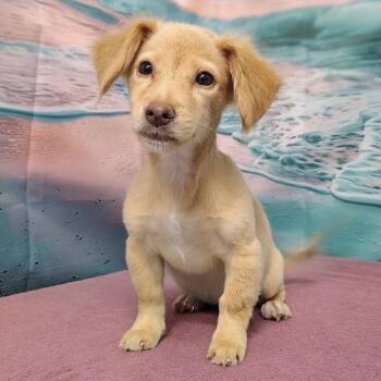 Ayla -  Dachshund and Mixed Breed Dog for Adoption in Griswold, Connecticut - Ayla | PetCurious