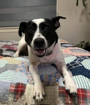 Arda -  Dachshund and Corgi Dog for Adoption in Mcallen, Texas - Arda | PetCurious