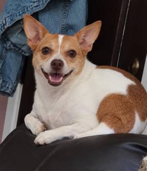 Snickers -  Chihuahua and Mixed Breed Dog for Adoption in Sharpsburg, Georgia - Snickers | PetCurious