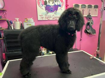 Standard Poodle Dogs Available for Adoption - Guinness | PetCurious