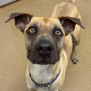 Rescue Black Mouth Cur and Mixed Breed Dogs for Adoption in Corpus Christi, Texas - Theo | PetCurious