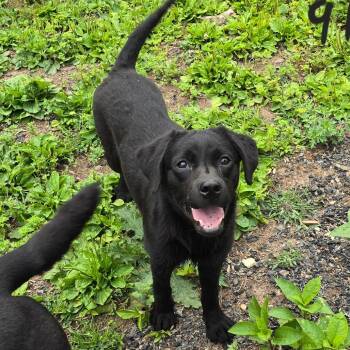Bee -  Labrador Retriever Dog for Adoption in Wappingers Falls, New York - Bee | PetCurious