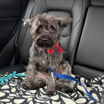 Schnauzer and Poodle Dogs Available for Adoption in Barrie, Ontario - Doobie | PetCurious