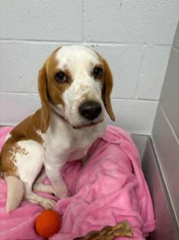Saint -  Beagle Dog Available for Adoption in Elmwood, Louisiana - Saint | PetCurious