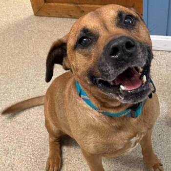 Maxx -  Bullmastiff Dog for Adoption in Sunderland, Maryland - Maxx | PetCurious