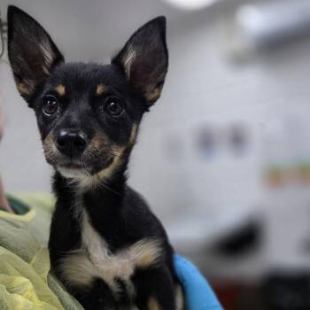 Mauvelous -  Chihuahua and Mixed Breed Dog for Adoption in Incline Village, Nevada - Mauvelous | PetCurious