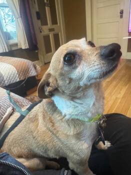 Chihuahua and Mixed Breed Dogs Available for Adoption - Pluto | PetCurious