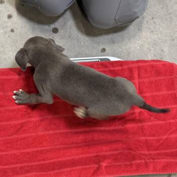 Wonder Woman -  Mixed Breed Dog for Adoption in Las Cruces, New Mexico - Wonder Woman | PetCurious