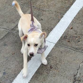 Fuchsia -  Mixed Breed Dog for Adoption in Lake Jackson, Texas - Fuchsia | PetCurious