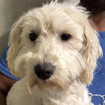 Poodle Dogs Available for Adoption - Carson - Local April 10-12 | PetCurious