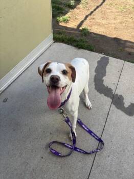 Hound Dogs Available for Adoption in Stratham, New Hampshire - Opal | PetCurious