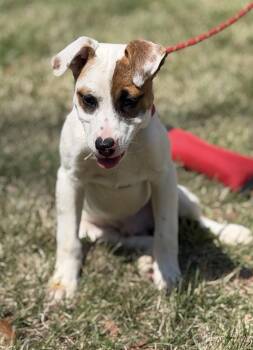 Labrador Retriever Dogs Available for Adoption in Locust Fork, Alabama - Cashew | PetCurious