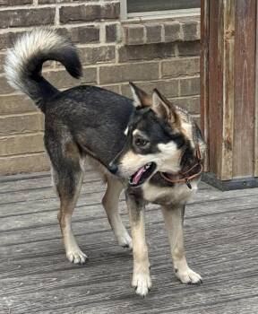 Shelby -  Shepherd Dog for Adoption in Horn Lake, Mississippi - Shelby | PetCurious