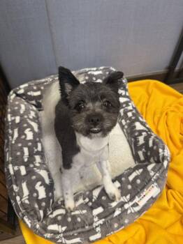Chinese Crested Dog Dogs Available for Adoption in Hilton Head Island, South Carolina - Dobson | PetCurious