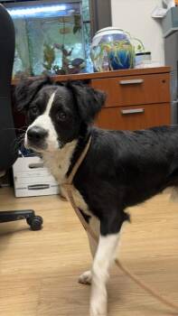 Border Collie and Mixed Breed Dogs Available for Adoption in Alamo Heights, Texas - Genesis | PetCurious