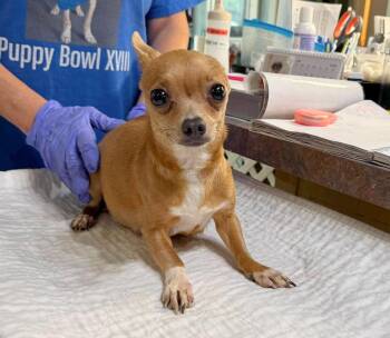 Tilly Sue (NOT YET AVAIL - PREGNANT) -  Chihuahua Dog for Adoption in Benton, Louisiana - Tilly Sue (NOT YET AVAIL - PREGNANT) | PetCurious