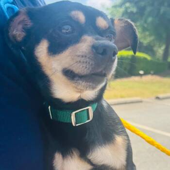 Chihuahua and Mixed Breed Dogs Available for Adoption in Winston-salem, North Carolina - McQueen | PetCurious