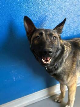 MACHO -  German Shepherd Dog and Mixed Breed Dog for Adoption in Visalia, California - MACHO | PetCurious