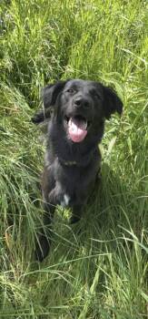 Flat Coated Retriever Dogs Available for Adoption in Olympia, Washington - Louise  | PetCurious