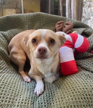Rescue Chihuahua Dogs for Adoption in Fort Worth, Texas - Hansel | PetCurious