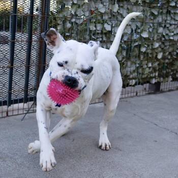 Walrus -  Mixed Breed Dog for Adoption in San Francisco, California - Walrus | PetCurious