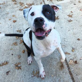 Rescue Pit Bull Terrier Dogs for Adoption in Michigan City, Indiana - Zac | PetCurious