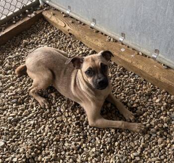Chihuahua and Pug Dogs Available for Adoption in Sterling, Massachusetts - Tracey 5 Months AVAILABLE 4/29 | PetCurious