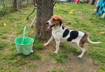 Beagle Dogs Available for Adoption in Dover, Arkansas - Little Joe | PetCurious
