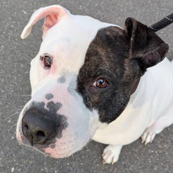 American Bulldog and Pit Bull Terrier Dogs Available for Adoption in Middlebury, Connecticut - Roxy | PetCurious
