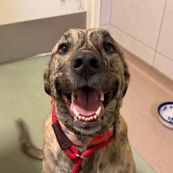 Mia -  Mixed Breed Dog for Adoption in Chicago, Illinois - Mia | PetCurious