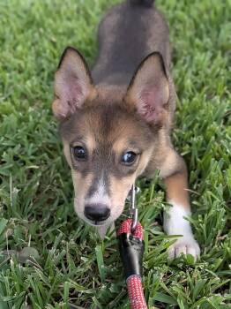 Blanche -  Mixed Breed Dog for Adoption in Sudbury, Massachusetts - Blanche | PetCurious