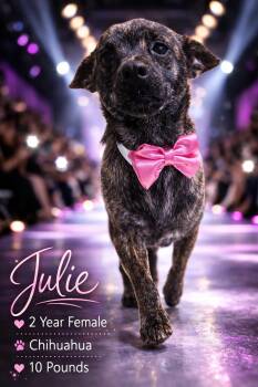 Chihuahua Dogs Available for Adoption - JULIE  – 2 YEAR FEMALE CHIHUAHUA  | PetCurious