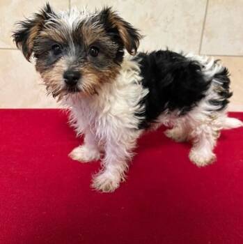 Yorkshire Terrier Dogs Available for Adoption - Gia | PetCurious