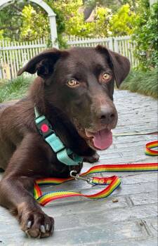 Rescue Labrador Retriever Dogs for Adoption in Houston, Texas - Stassi | PetCurious