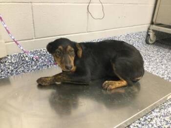 A1922686 -  Border Collie and Terrier Dog for Adoption in Thousand Palms, California - A1922686 | PetCurious