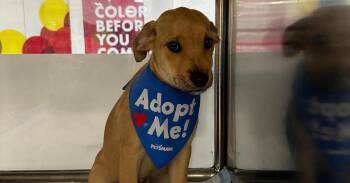 Kobe -  Labrador Retriever Dog for Adoption in Naranjito, Naranjito - Kobe | PetCurious