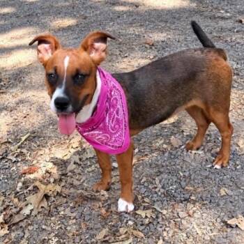 Wendy D71539 -  Rat Terrier Dog for Adoption in Minnetonka, Minnesota - Wendy D71539 | PetCurious