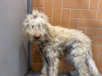 Golden Retriever and Poodle Dogs Available for Adoption in Rowlett, Texas - ANGEL | PetCurious
