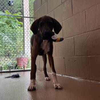 Karina -  Coonhound and Mixed Breed Dog for Adoption in Jacksboro, Tennessee - Karina | PetCurious